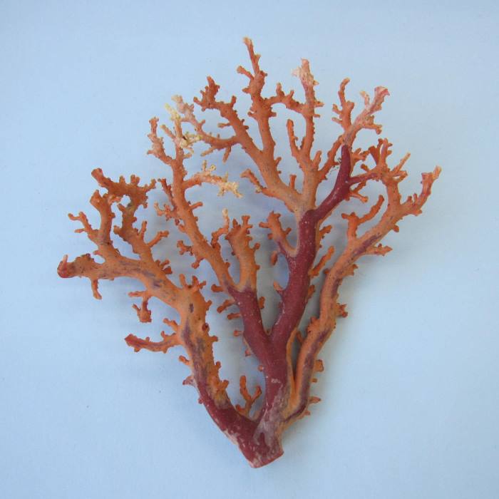 日本 高知産血赤珊瑚 原木 拝見 置物 素材 枝 パーツ 宝石サンゴ 珊瑚婚 還暦 誕生日 御祝 厄除 御守 3月の誕生石 ギフト プレゼント 結婚35周年 珊...