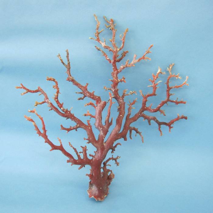 日本 高知産血赤珊瑚 原木 拝見 置物 素材 枝 パーツ 宝石サンゴ 珊瑚婚 還暦 誕生日 御祝 厄除 御守 3月の誕生石 ギフト プレゼント 結婚35周年 珊...