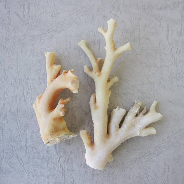 高知沖産白珊瑚の原木 (2個セット・165g)天然コーラル 『宝石サンゴ』 珊瑚婚 還暦 誕生日 御祝 厄除 御守 3月の誕生石 ギフト プレゼント 結婚35周...