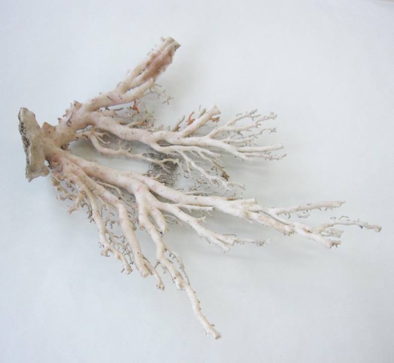 ミッド（白）珊瑚 原木 拝見 置物 飾り アクセサリー素材 宝石サンゴ 珊瑚婚 還暦 誕生日 御祝 厄除 御守 3月の誕生石 ギフト プレゼント 結婚35周年 珊瑚職人