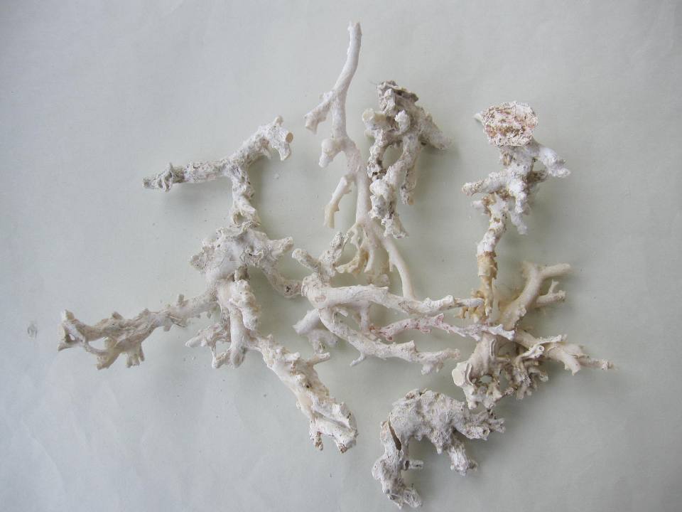 白珊瑚 原木 1セット.(375g入り) 原石 『宝石サンゴ』 アクセサリー材料 宝石サンゴ 珊瑚婚 還暦 誕生日 御祝 厄除 御守 3月の誕生石 ギフト プレ...