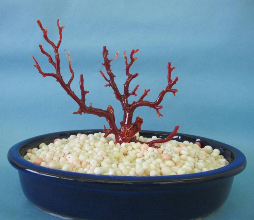 日本 高知沖産血赤珊瑚の拝見 置き物 原木 置物 飾り 盆栽風 『宝石サンゴ』 珊瑚婚 還暦 誕生日 御祝 厄除 御守 3月の誕生石 ギフト プレゼント 結婚3...