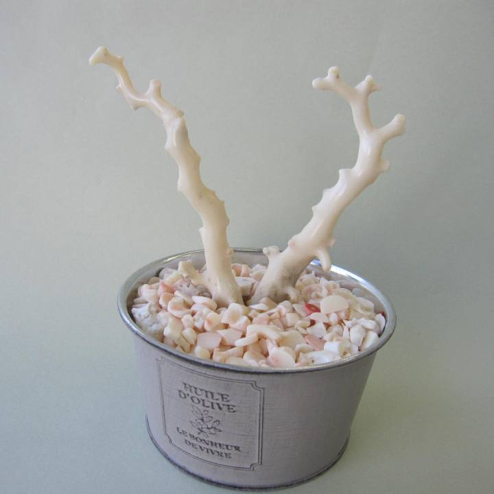 ミッド（白）珊瑚 原木 拝見 置物 飾り 盆栽風 艶出し加工済み 宝石サンゴ...