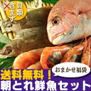 送料無料！さばいて発送可能！【山陰沖産】朝とれ鮮魚セット（貝類含まず）【福】 産地直送の海鮮福袋！手巻き寿司・海鮮鍋用にも！≪送料無料≫