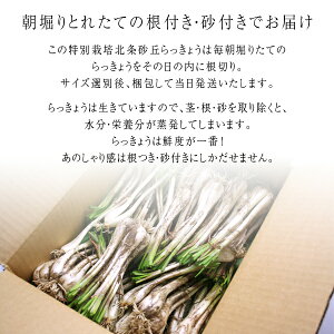 鳥取県産特別栽培田中さんの北条砂丘らっきょう1kg（根付き土付きらくだらっきょう）送料無料（北海道・沖縄を除く）