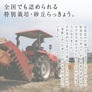 鳥取県産特別栽培田中さんの北条砂丘らっきょう1kg（根付き土付きらくだらっきょう）送料無料（北海道・沖縄を除く）