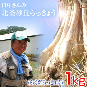 鳥取県産 特別栽培 田中さんの北条砂丘らっきょう1kg（根付き土付き らくだらっきょう 国産） らっきょ..