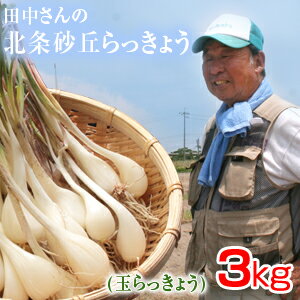 鳥取県産 特別栽培 田中さんの北条砂丘らっきょう3kg（根付き土付き 玉らっきょう 国産） らっきょう 鳥取 お取り寄せ 送料無料 1