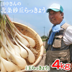 鳥取県産 特別栽培 田中さんの北条砂丘らっきょう4kg（根付き土付き 玉らっきょう 国産） らっきょう 鳥取 お取り寄…