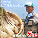 鳥取県産 特別栽培 田中さんの北条砂丘らっきょう5kg（根付き土付き 玉らっきょう 国産） らっきょ ...