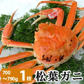 松葉がに700～790g（大サイズ）×1枚 日本海産 未冷凍 お歳暮ギフト 送料無料（北海道・沖縄を除く）