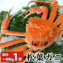 山陰とれたて本舗提供 食品・ドリンク・酒通販専門店ランキング19位 山陰境港産 松葉がに800〜890g(大サイズ)×1枚 未冷凍 送料無料(北海道・沖縄を除く) 山陰とれたて本舗提供 食品・ドリンク・酒通販専門店ランキング19位 山陰境港産 松葉がに800〜890g(大サイズ)×1枚 未冷凍 送料無料(北海道・沖縄を除く)