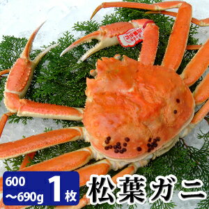 山陰境港産 松葉がに600〜690g（中サイズ）×1枚 未冷凍 お歳暮ギフト 送料無料（北海道・沖縄を除く）