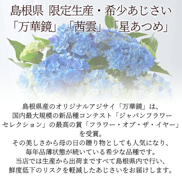 母の日 プレゼント ギフト 花 2024『島根県産 あじさい 鉢植え 選べる3品種（「万華鏡」「星あつめ」「茜雲」） 送料無料』