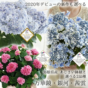 楽天市場 母の日 プレゼント ギフト 花 21 島根県産 あじさい鉢植え 選べる3品種 万華鏡 銀河 茜雲 送料無料 北海道 沖縄を除く パーソナルギフト 風味絶佳 山陰