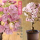 母の日 プレゼント ギフト 花 2023『 桜盆栽 選べる2品種（「旭山」「御殿場」） 送料無料（北海道・沖縄を除く）』