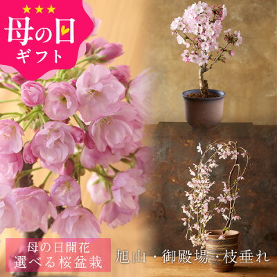母の日 プレゼント ギフト 花 2025『 桜盆栽 選べる3品種(「旭山」「御殿場」「枝垂れ」) さくら盆栽 送料無料(北海道・沖縄を除く)』