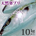 天然ブリ（寒鰤/寒ブリ）10kg以上（出荷時「三枚おろし」限定） 送料無料（北海道・沖縄を除く）