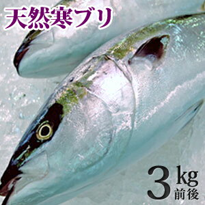 美味しい「寒ぶり」は山陰沖で水揚げ！抜群の脂のり！【山陰沖産】天然ブリ（寒鰤/寒ブリ）/マルゴ“生”3kg前後