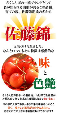 送料無料 母の日 山形産 さくらんぼ 佐藤錦 カーネーション+カード 遅れてごめんね