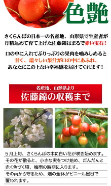 送料無料 訳あり 山形県産 さくらんぼ 佐藤錦 1kg 産地直送 ご予約