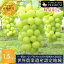 [5ͽ+0.5kg2kg] 㥤ޥå ֤ɤ [Ȱ仺ǧ] ʤ ޥå  1.5kg ƺ ֥ɥ ľ ե ץ쥼 £ʪ Grape Shine Muscat [1˼ 500-700g] [200ĸ]פ򸫤