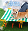 30日限定P10UP ペットベッド 脚付き ドッグコット 犬用 ペットコット 洗える 犬簡易ベッド 犬用 アウト..