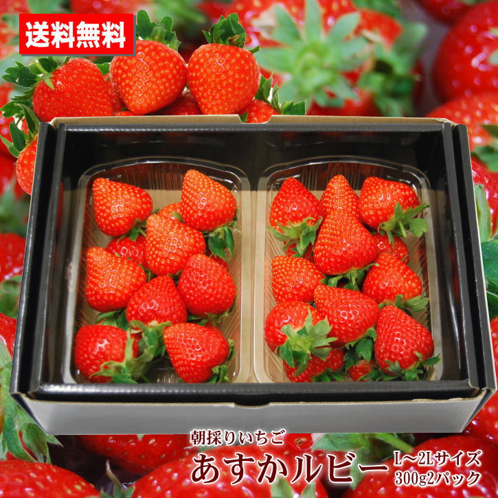 朝採りいちご あすかルビー 兵庫県自社ファーム産 L～2Lサイズ 300g2パック 送料無料 贈答用 ご家庭用 プレゼント 手土産 お祝いのサムネイル