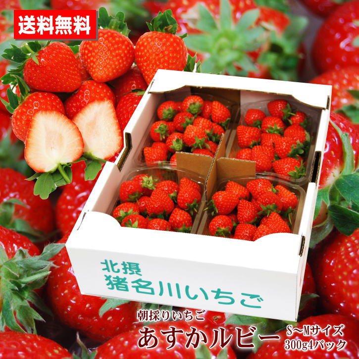 朝採りいちご あすかルビー 兵庫県自社ファーム産 S～Mサイズ 300g4パック 送料無料 贈答用 ご家庭用 プレゼント 手土産 お祝いのサムネイル