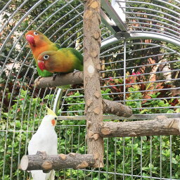 鳥 止まり木 スタンド ケージスタンド 爪とぎ オウム オウムおもちゃ インコ おもちゃ 自然木 くちばし 鳥ケージ止まり木 木製ステージ スタンド バードト 鳥用品 噛むおもち 鳥用パーチ 取付け簡単 Mサイズ 25cm