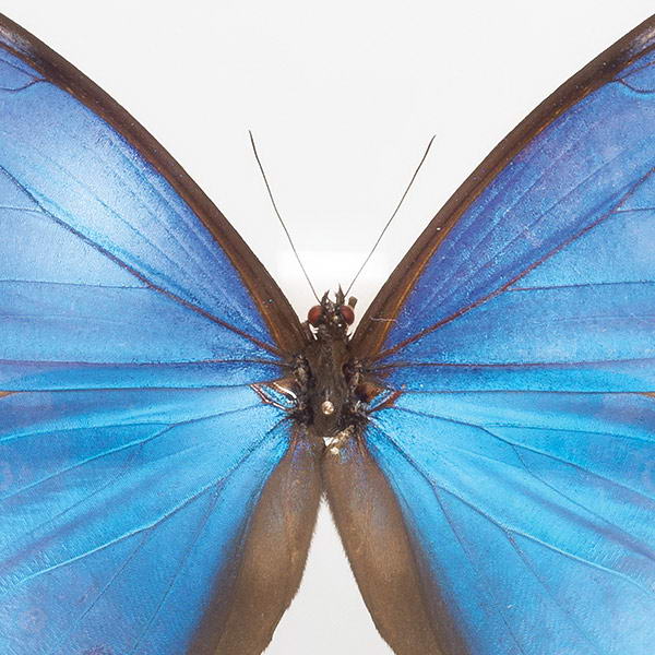 ɸ�� ������� ���� ĳ ɸ�ܥ��쥯����� �ǥ��ǥ��������ե� ����ƥꥢ ��ʪ