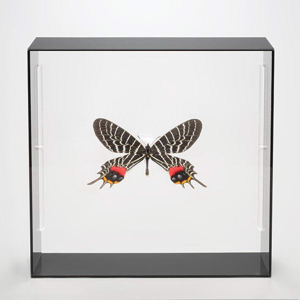 蝶の標本コレクション 「シボリアゲハ」