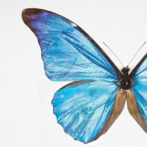 ĳ��ɸ�ܥ��쥯����� �֥�ƥΡ�����ե���