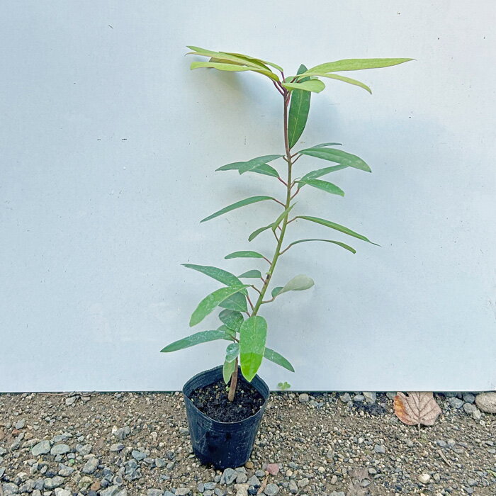 《苗木》ヒメユズリハ【H0.3m内外　9.0cmポット：単品/セット販売】