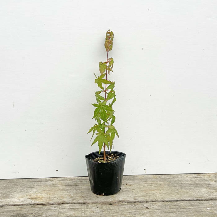 《苗木》イロハモミジ【H0.2～0.3m　10.5cmポット：単品/セット販売】