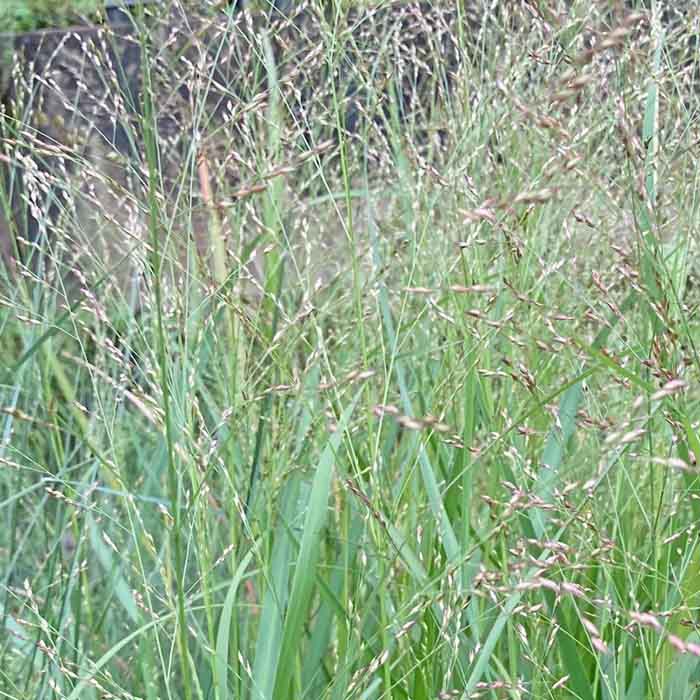 パニカム　ヘビーメタル【10.5cmポット】のサムネイル