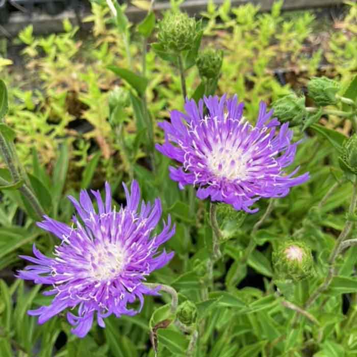 花はヤグルマギクのようですが、 株全体を見ると繊細な印象の花とは反対に野性的な雰囲気があります。 植えっぱなしでもよく育ち、株はこんもりとまとまります。 ■サイズ、形状 　直径 10.5cmポット 　屋外管理苗です。 【お届けする商品について】 ※本商品は多年草です。 お届けする時期によっては商品写真とお届けする商品の状態が異なる場合がございます。 季節による植物の変化のためご理解のほどお願いいたします。 ※植物は生き物ですので1つ1つ姿が違っております。 写真はイメージとしてご検討ください。 ※商品写真は撮影時の光の具合や個々のお客様のパソコン画面により色調が異なる場合がございます。 商品詳細 学　　名 Stokesia laevis 科　　名 キク科 属　　名 ストケシア属 植物分類 多年草 植栽適地 全国 最終樹高 30～50cm 開花期 6～10月 用　途 庭植え、鉢植え、寄せ植え 生育環境 日向