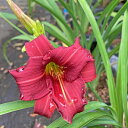 日本にも自生するユウスゲやキスゲ、ノカンゾウなどの仲間で 鮮やかな花を初夏から夏にかけて次々と咲かせます。 花は一日花で、学名のHemerocallisには『一日の美しさ』という意味があり、 その名の通り「デイリリー(Day lily)」の名でも親しまれています。 暑さ、寒さどちらにも強く、丈夫で土壌を選びません。 数年植えっぱなしでもよく育ち、大株にすると見応えがあります。 ■花の特徴 　花色　濃い赤色　一重咲き ■サイズ、形状 　鉢径　15.0cmポット 　屋外管理苗です。 【お届けする商品について】 ※本商品は多年草です。 お届けする時期によっては商品写真とお届けする商品の状態が異なる場合がございます。 季節の変化に伴う植物の性質のためご理解のほどお願いいたします。 ※植物は生き物ですので1つ1つ姿が違っております。 写真はイメージとしてご検討ください。 ※商品写真は撮影時の光の具合や個々のお客様のパソコン画面により色調が異なる場合がございます。 植　物　詳　細 学　　名 Hemerocallis 'Eenie Fanfare' 科　　名 ユリ科 属　　名 ヘメロカリス(ワスレグサ)属 植物分類 多年草 植栽適地 全国 最終草丈 50～80cm 生育状態 生育期：3～10月 開花期：5～8月/赤、黄、オレンジ、 ピンク、白など ※品種による 生育環境 日当たりと水はけの良い場所 水やり 表土が乾いたらたっぷりと ※秋以降は徐々に水やりを控えめにする 耐性 耐寒性：強い 耐暑性：強い 病害虫 アブラムシ、カイガラムシ 主な作業 植え付け：3～4月 肥料：月1回緩効性化成肥料 3月、10月に緩効性化成肥料 花がら摘み：1つの花は1日で咲き終わるので、 花首のところで花を折り取る。 すべての花が咲き終わったら、 花茎の付け根で切り取る。 　　　 用　途 庭植え、鉢植え 植栽目安 40cm～50cm間隔で植える