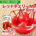 【まとめ買いでお得+送料無料】SH レッドチェリーM(枝付)425gX24缶セット缶詰 4号缶 サクランボ さくらんぼ チェリー スイーツ デザート フルーツポ...