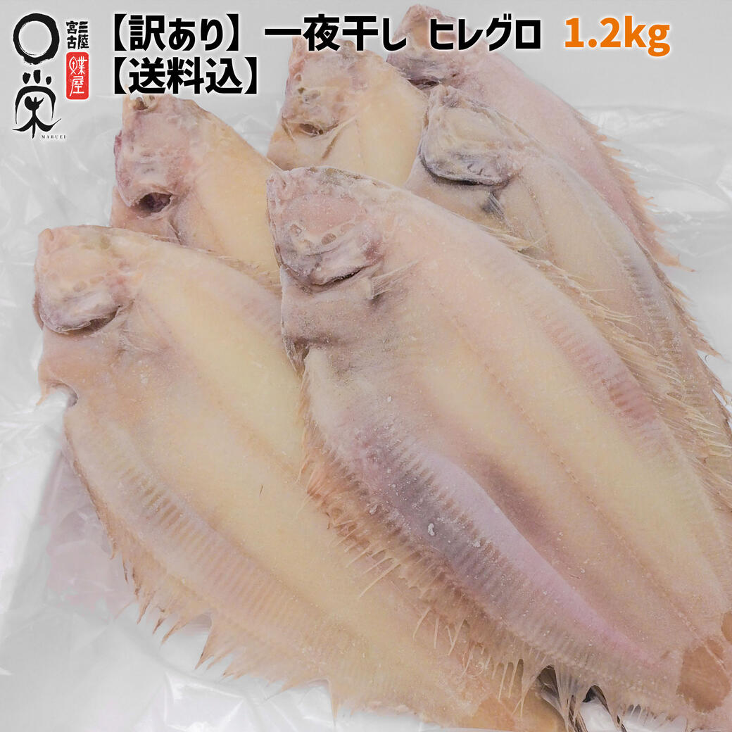 土曜日限定! 訳あり サイズが選べる 一夜干し ヒレグロ 1.2kg 北海道産【送料無料】簡易包装  ...