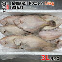 【金曜限定】 特大 一夜干し かれい 1.6kg 北海道産 【送料無料】1.6kg 簡易包装 個包装 柳かれい ヒレグロ みずかれい ムシガレイ マガレイ ソウ...