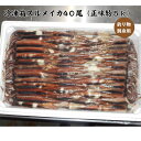 冷凍箱スルメイカ40尾/送料無料/お刺身用