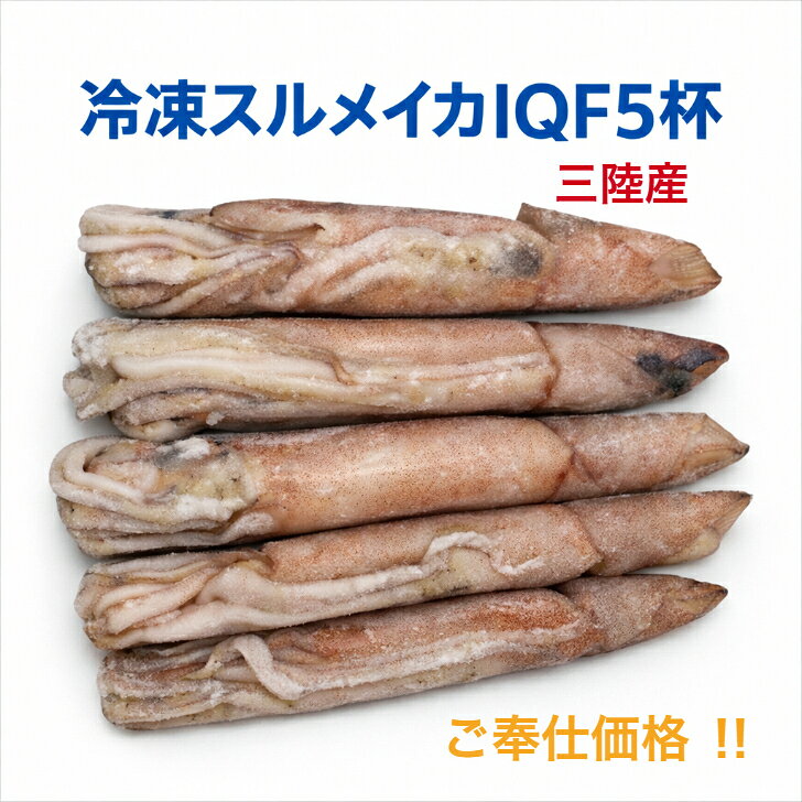 冷凍スルメイカIQF5杯　バラ凍結　三陸産　ご奉仕価格　限定品