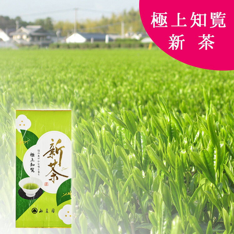 【入荷済 まもなく終了】新茶 2024 極上 知覧茶 100g【色】【鹿児島茶】【新茶】【煎茶】【お茶】カテキン テアニン 免疫 お茶の葉 お茶葉 日本茶 緑茶 茶葉