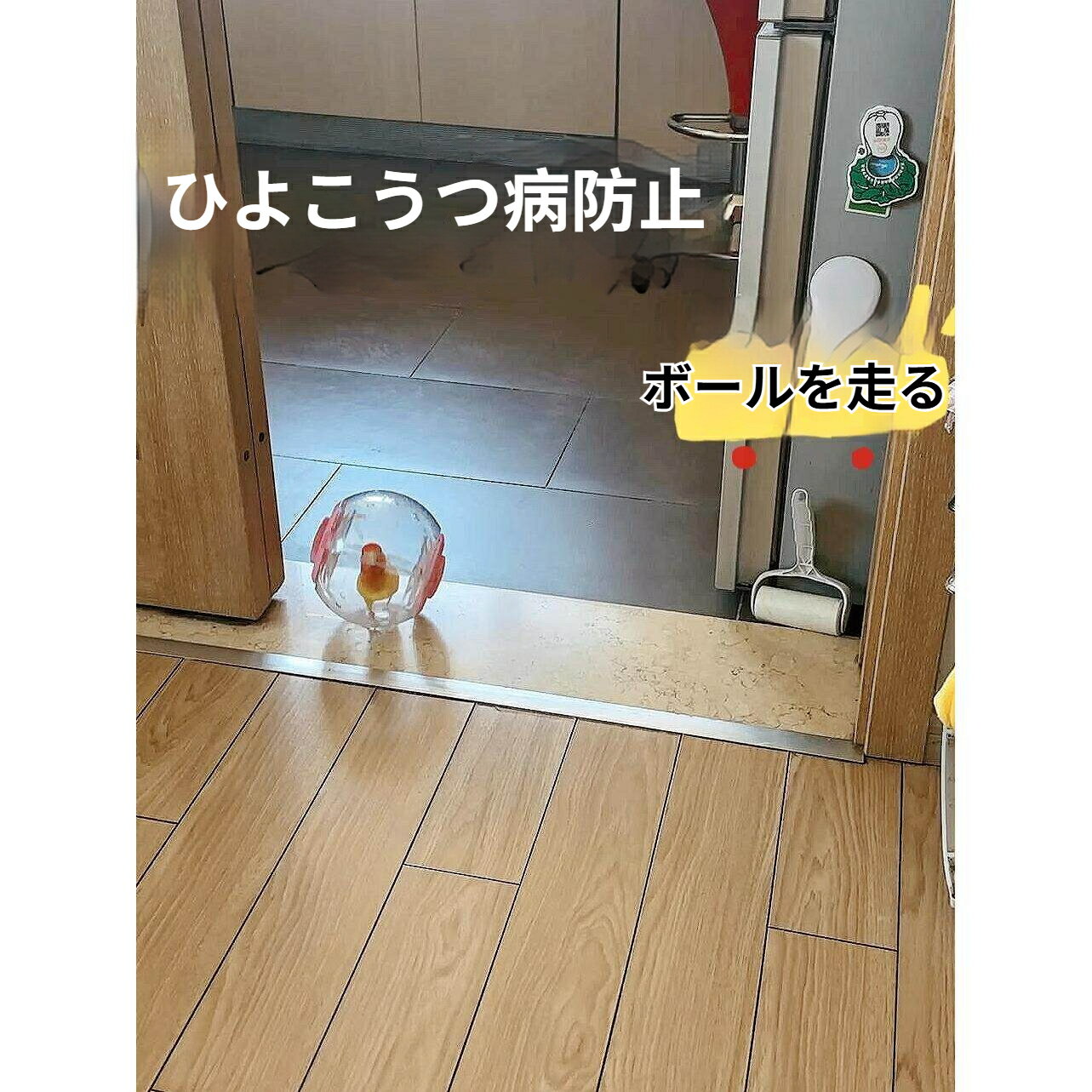 ベット用 鳥用ストレス解消ランニングボール ヒヨコ・ハムスター対応 持ち運び可能 退屈しのぎおもちゃ