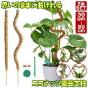 ココ ガーデニング用 植物 モスポール 園芸支柱 モンステラ支柱 観葉植物 入り 2本 ココスティック 曲げられる 支柱 モンステラ
