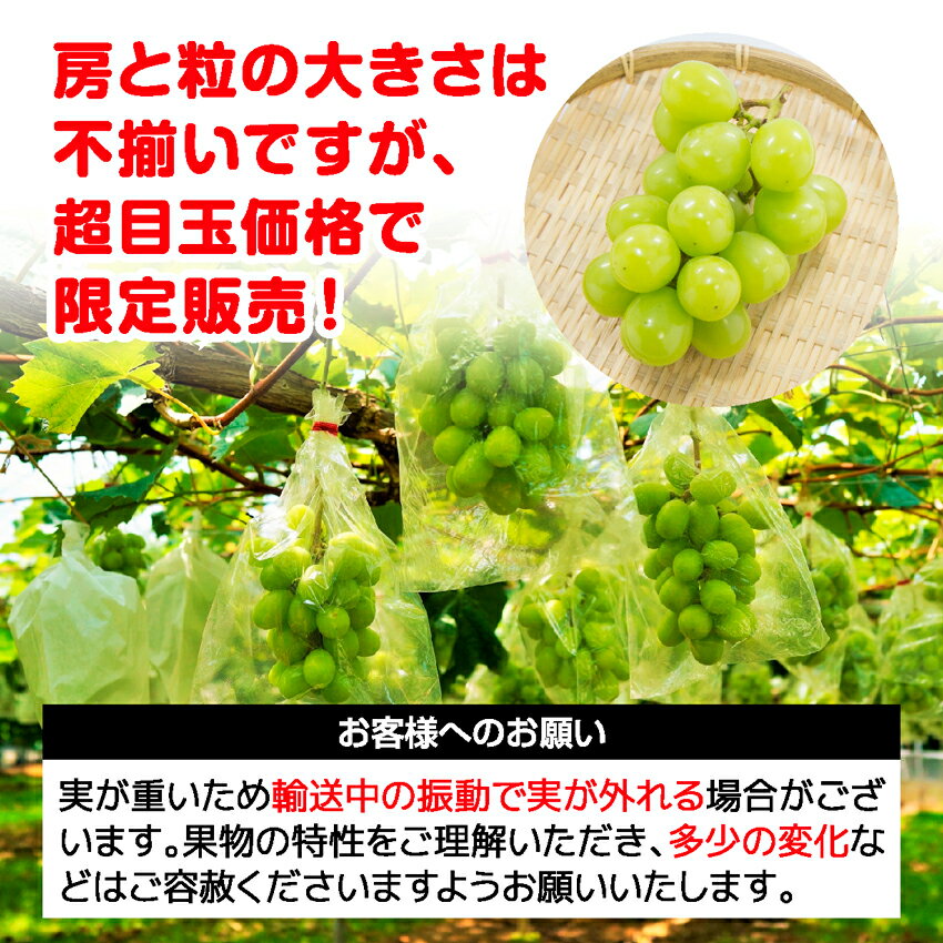 予約 シャインマスカット 約1.0kg(2-3房) サイズ不選別 島根 出雲 島根県出雲市産 ぶどう ギフト ブドウ 葡萄 贈答用 甘い フルーツ 送料無料 高級果物 高級フルーツ くだものギフト フルーツギフト 果物贈り物 フルーツ贈り物 シャインマスカットギフト 果物通販