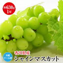 翌営業日以内に発送 630g以上 シャインマスカット (1房) 香川 香川県産 瀬戸 瀬戸内産 ぶどう ギフト 敬老の日 ブドウ 葡萄 ご家庭用 甘い フルーツ 送料無料 高級果物 高級フルーツ くだものギフト フルーツギフト 果物贈り物 フルーツ贈り物 シャインマスカット