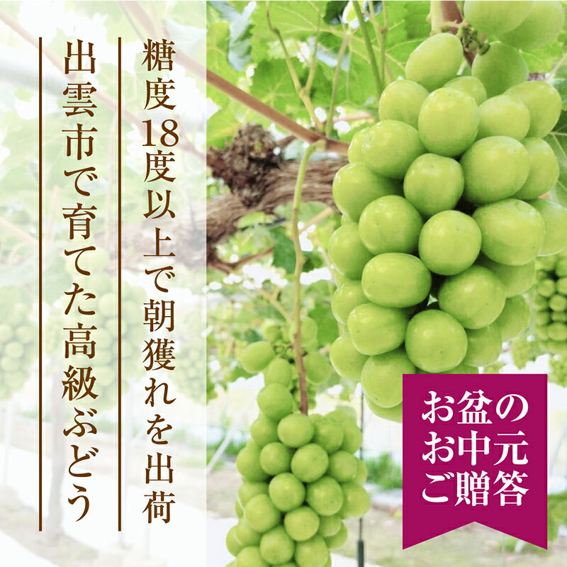 7月下旬〜 秀品 大粒 約1.2kg(2房) シャインマスカット 島根県出雲市産 ぶどう ギフト ブドウ 葡萄 贈答用 お中元 フルーツ 送料無料 高級果物 最高級 お供え 果物 しゃいんますかっと 贈答品 くだものギフト 高級フルーツ フルーツギフト 敬老の日 果物通販 santa-gift-10000086 サンタの贈り物 サンプル画像2