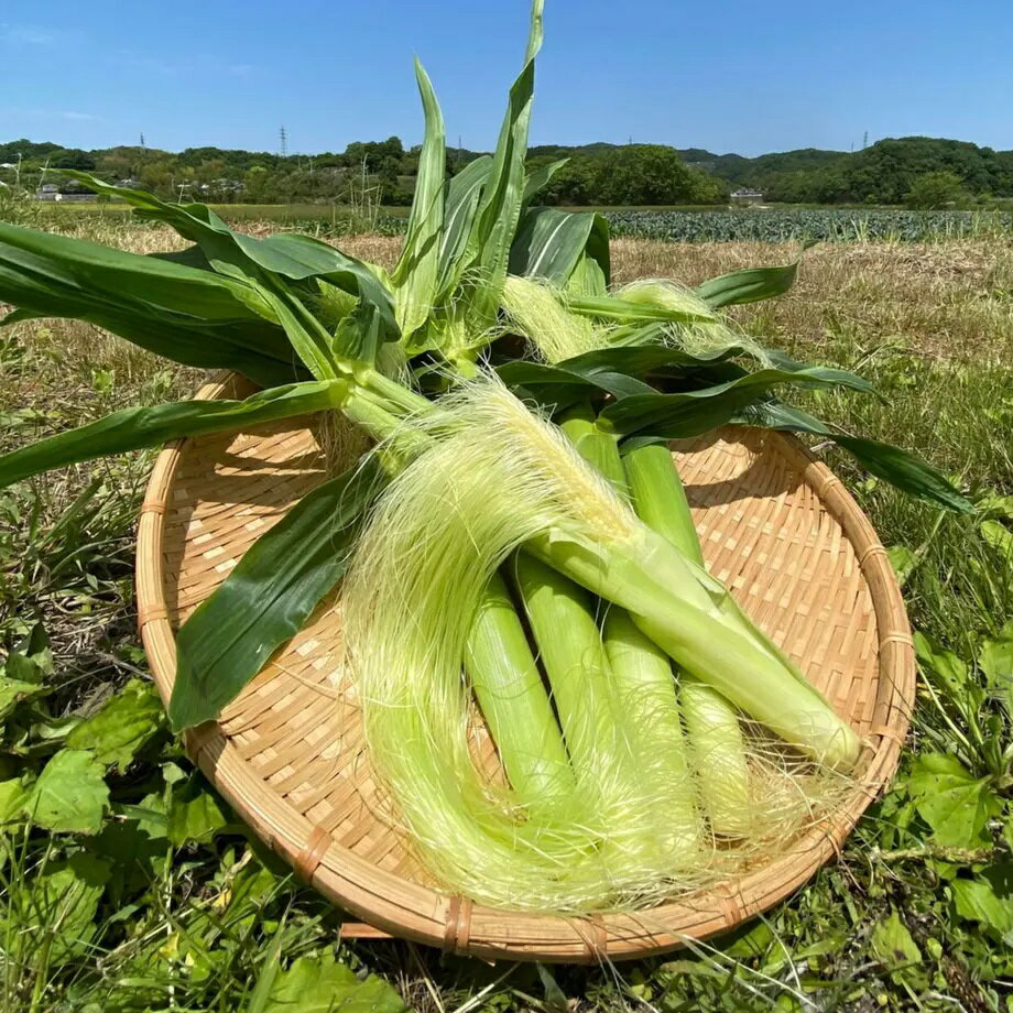 香川県産 ヤングコーン 10本 生ヤングコーンはこの季節だけ♪ やんぐこーん 皮付き 国産とうもろこし 玉蜀黍 トウモロコシ ひげ付きヤングコーン 産地直送 10本セット 美味しい 日本グルメ お土産 農家直送 新鮮 野菜 お取り寄せ 国産 美味しい物